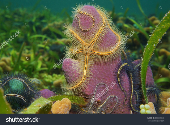  Ophiothrix suensoni (Sponge Brittle Star)